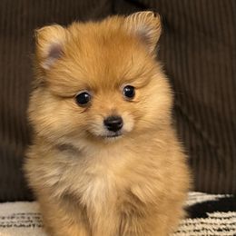 Male 1 - Orange sable male Pomeranian puppy in Gadsden, Alabama from Rich Cat’s