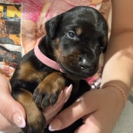 Female 1 - Black and rust female Doberman Pinscher puppy in Tallmadge, Ohio from Premier Dobermans