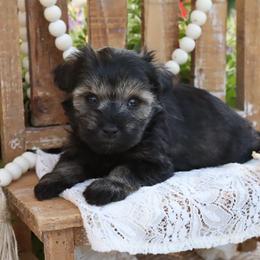Bo-peep - Salt and pepper female Miniature Schnauzer puppy in Utica, Ohio from Crystal Rose Canines