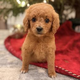Yellow Collar Girl - Red  female Goldendoodle puppy in Meridian, Mississippi from Magnolia Poodles and Doodles