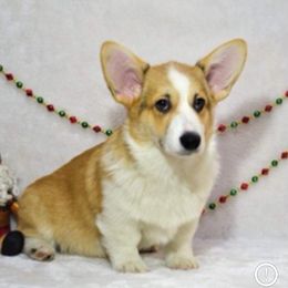 Pembroke Welsh Corgis from Texas Three Corgis