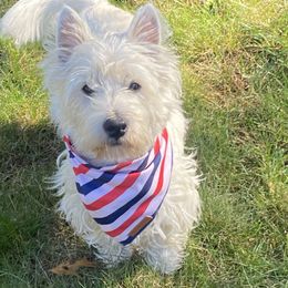 Fletcher - West Highland White Terrier