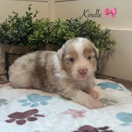 Kindle - Red merle female Australian Shepherd puppy in Murrayville, Georgia from Mountain Ridge Aussies