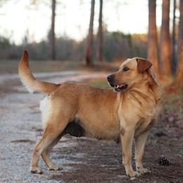 Maple - Labrador Retriever