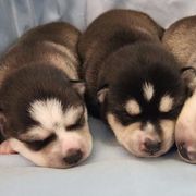 Alaskan Klee Kai and Labrador Retriever Puppies from Family Friendly Labradors & Klee Kai