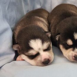 Alaskan Klee Kai and Labrador Retriever Puppies from Family Friendly Labradors & Klee Kai