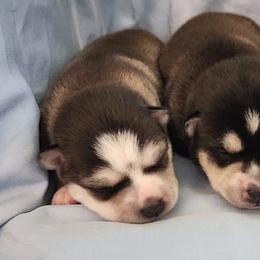 Alaskan Klee Kai and Labrador Retriever Puppies from Family Friendly Labradors & Klee Kai
