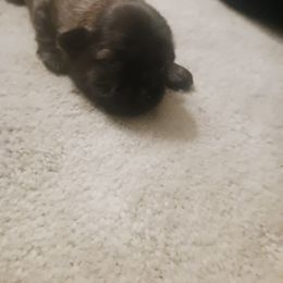 Shih Tzu Puppies from Peterson Shih Tzus