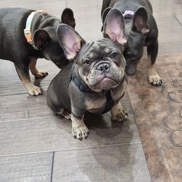 French Bulldog Puppies from Wasatch French Bulldogs