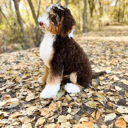 Bernedoodle All Grown Up from Gentle Giants Doodle Co.