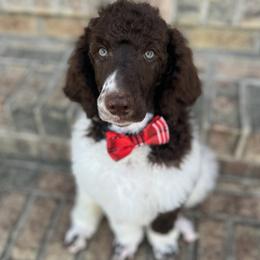 Rowdy - Parti male Poodle puppy in Suffolk, Virginia from Mahalo Meadow Farm