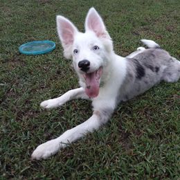 Border Collie Puppies from Harmonie 21 Border Collies