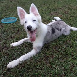 Border Collie Puppies from Harmonie 21 Border Collies