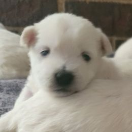 Winter boy - White male West Highland White Terrier puppy in Hoschton, Georgia from AKC  Westie World