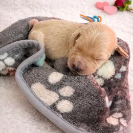 Orange - Apricot male Goldendoodle puppy in Boise, Idaho from Goldendoodle Baby