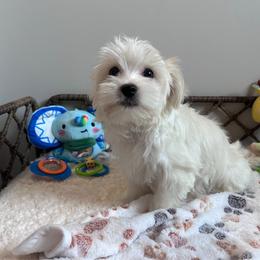 Precious Blonde Parti Coloration Male - Tan and white male Yorkshire Terrier puppy in Benson, Arizona from Happy Tails Yorkies