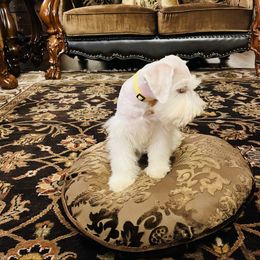 Yellow Boy AKC - White male Miniature Schnauzer puppy in Pineville, Kentucky from Bell Beards & Brows Min Schnauzers