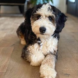 Bernie - Bernedoodle