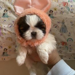 Hannah Belle Miller - Brindle and white female Shih Tzu puppy in Jasper, Georgia from Tiny Bubbles Shih Tzus