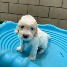 Grey collar - Tri-color male Australian Labradoodle puppy in Fontana, California from Grammy's Puppy Love doodles and poodles