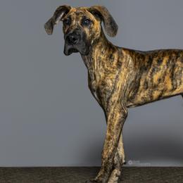 Great Danes from Knightwood Danes