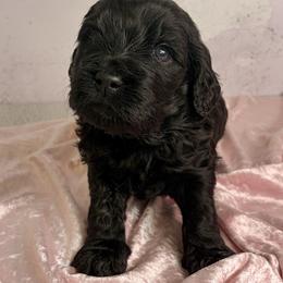 Collin Bridgerton - Black male Goldendoodle puppy in Stoughton, Wisconsin from Mandi's Doodles