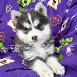 Encino - Blue male Pomsky puppy in Sheffield, Iowa from Clover Ridge Pomskies