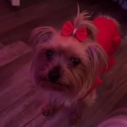 B. B - Yorkshire Terrier