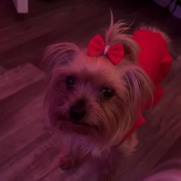 B. B - Yorkshire Terrier