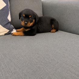 Storm - Black and mahogany female Rottweiler puppy in Parker, Colorado from Denver Rotties