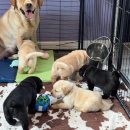 Yellow male 1 - Black male Labrador Retriever puppy in Orlando, Florida from Clarisma K9’s