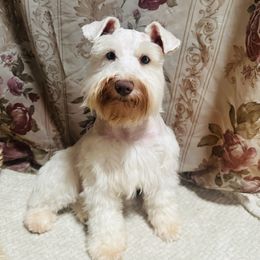 Dassah - Miniature Schnauzer