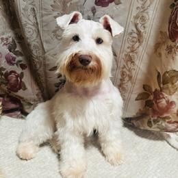 Dassah - Miniature Schnauzer