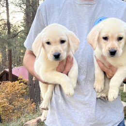 Labrador Retriever and Pembroke Welsh Corgi Puppies from Burress Family Farm and Kennels