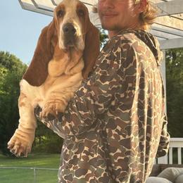 Barqs - Basset Hound