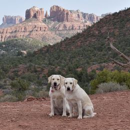 Labrador Retrievers from Cecil's Arizona Labradors