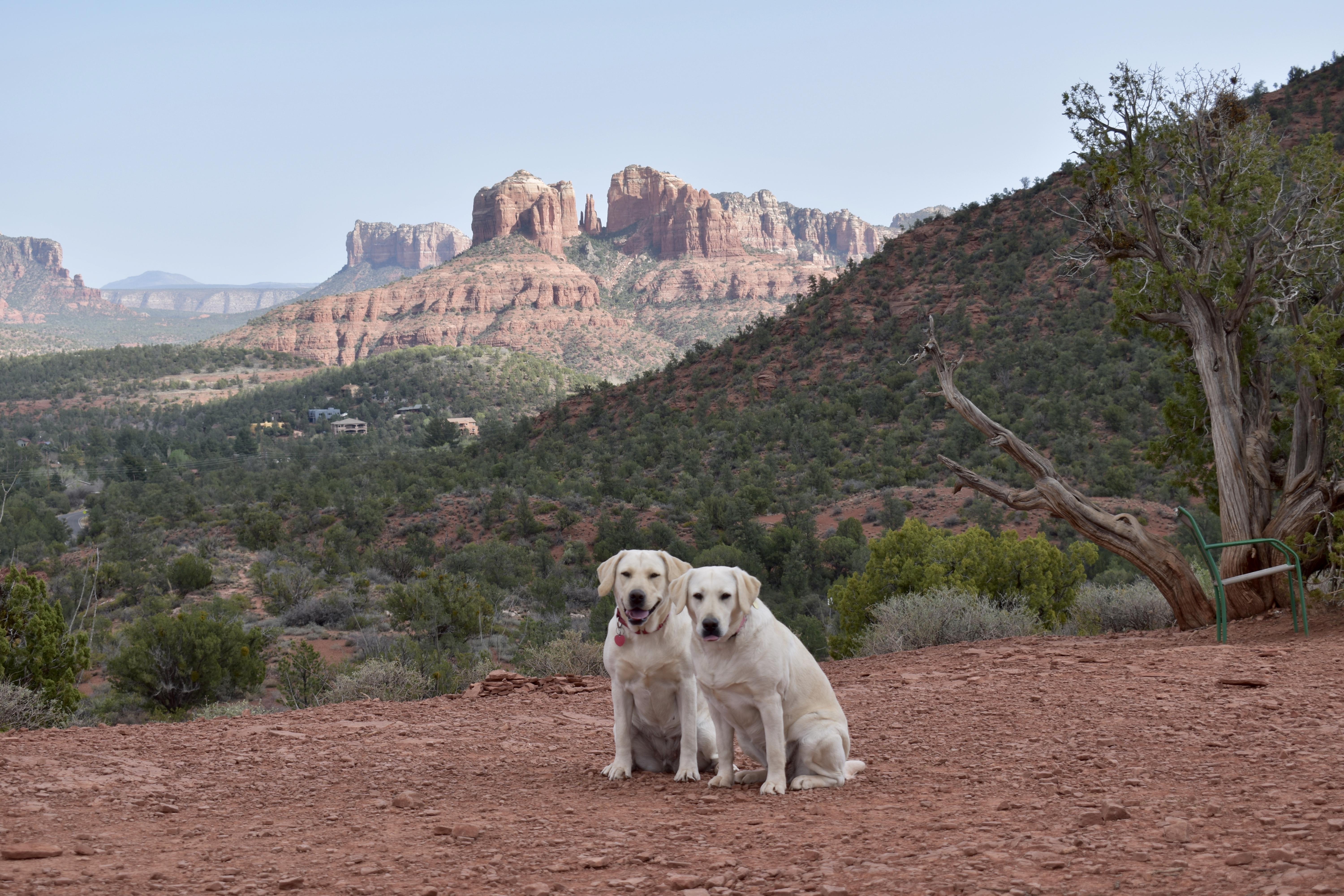Arizona Lab Cecil's Arizona Labradors in Arizona | Labrador Retriever puppies ...