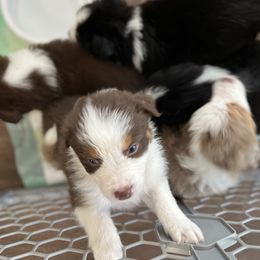 Australian Shepherd Puppies from Southern Sky Aussies