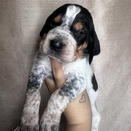 Cyprus - Blue ticked and tan male Bluetick Coonhound puppy in Wolf Creek, Oregon from Dejah Bleu Kennels