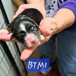 Boy 1 - Black tri male Miniature Australian Shepherd puppy in Elgin, Oregon from LongMile Aussies