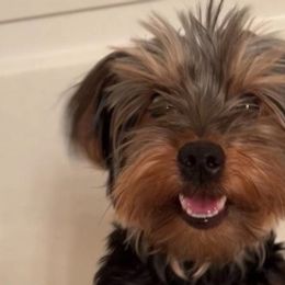 Yorkshire Terriers from Dream Puppies