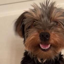 Yorkshire Terriers from Dream Puppies