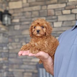 Cal - Red male Cavapoo puppy in Apple Creek, Ohio from Grandeur Valley Puppies