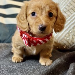 Pumpkin - Cream female Dachshund puppy in Meadville, Pennsylvania from Four Seasons Dachshunds