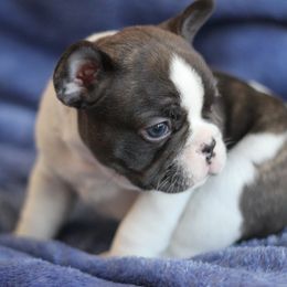 Alpine - Brindle and white French Bulldog puppy in Grand Rapids, Michigan from Delavan Sisters French Bulldogs
