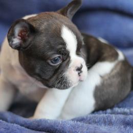 Alpine - Brindle and white French Bulldog puppy in Grand Rapids, Michigan from Delavan Sisters French Bulldogs