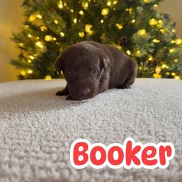 Booker - Chocolate male Labrador Retriever puppy in Lucasville, Ohio from Backwoods Labradors