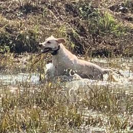 Labrador Retriever All Grown Up from Homestead Retrievers
