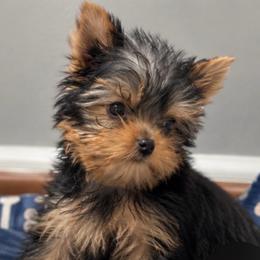 Ch Sired Chikito's Phoebe - Blue and gold female Yorkshire Terrier puppy in Forest Hill, Maryland from Chikito's Yorkies