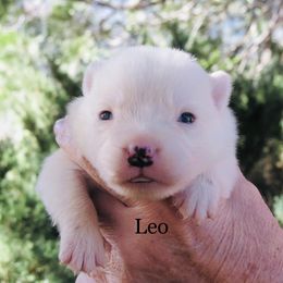 Leo - Blue mottled male Australian Cattle Dog puppy in Redding, California from Lone Pine Kennel